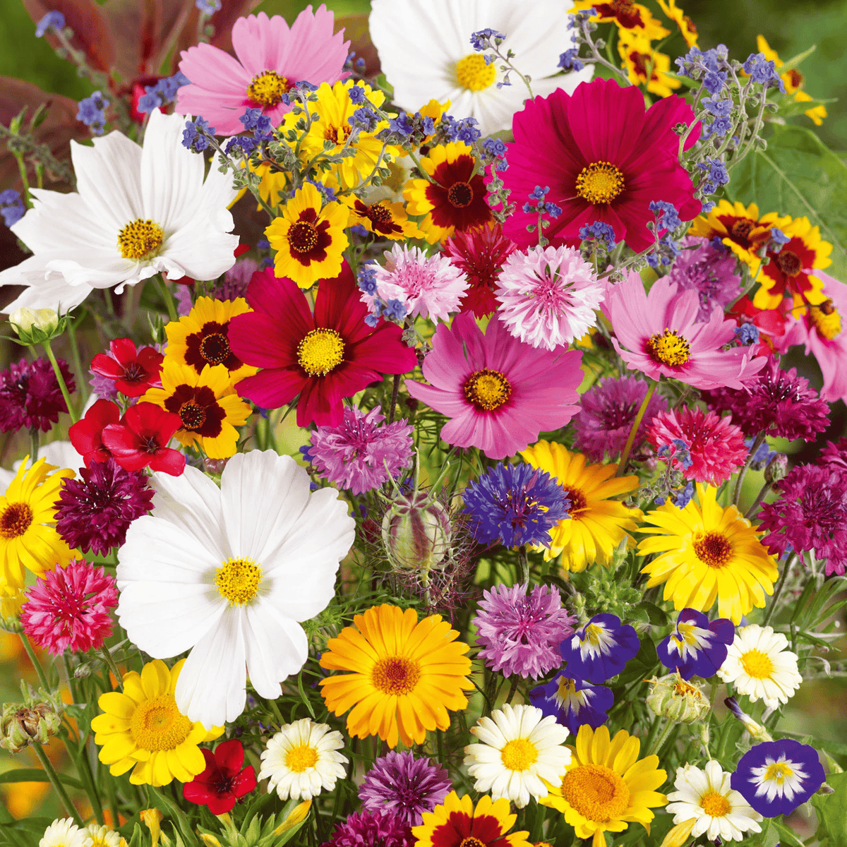 FlowerBurst™ | Så nu og glæd dig til foråret