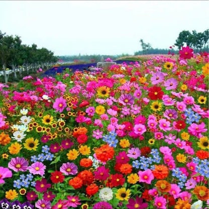 FlowerBurst™ | Så nu og glæd dig til foråret