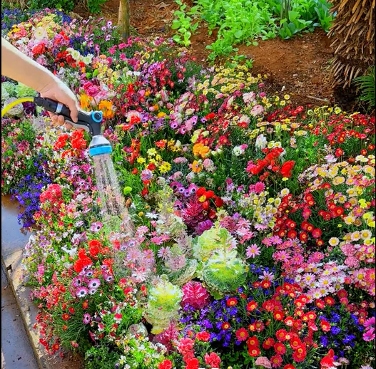 FlowerBurst™ | Så nu og glæd dig til foråret
