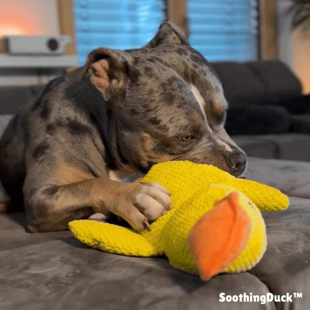 SoothingDuck™ | Anti-stress-anden til din hund