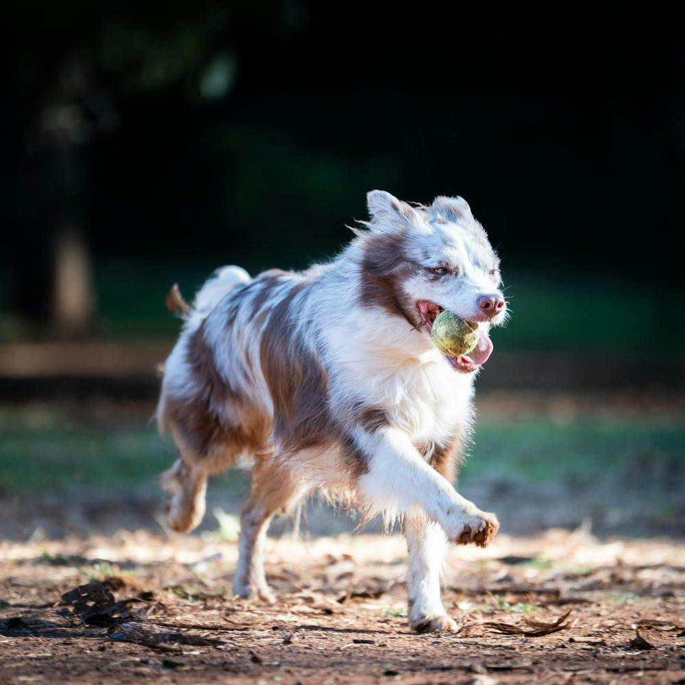 CalmTrainer™ | Få mere ro, lydighed og harmoni med din hund