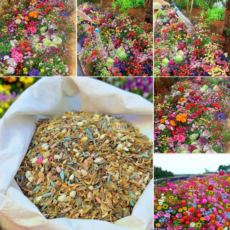 FlowerBurst™ | Så nu og glæd dig til foråret