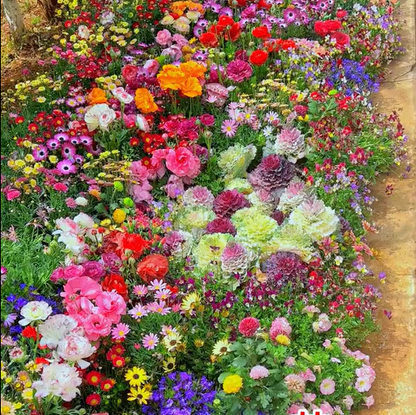 FlowerBurst™ | Så nu og glæd dig til foråret