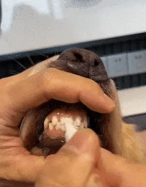 DentaPet™ | Sunde tænder. Frisk ånde. Ingen tandbørste nødvendig.