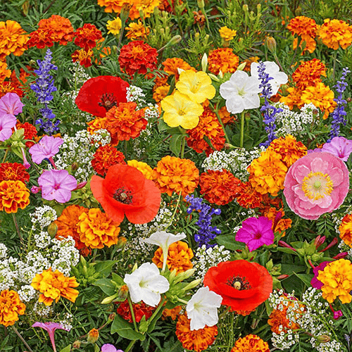 FlowerBurst™ | Så nu og glæd dig til foråret