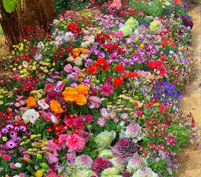 FlowerBurst™ | Så nu og glæd dig til foråret