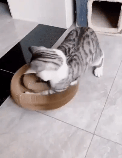 KittyCurl™ | Timevis af sjov for din kat!