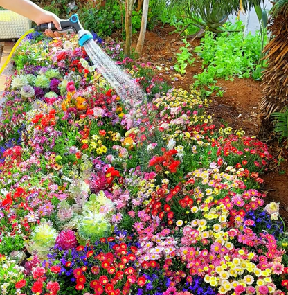 FlowerBurst™ | Så nu og glæd dig til foråret